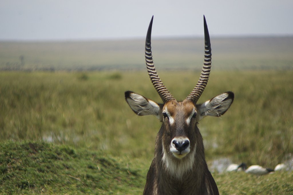 Заповедники и национальные парки Кении. Масаи-Мара | Статья на ...